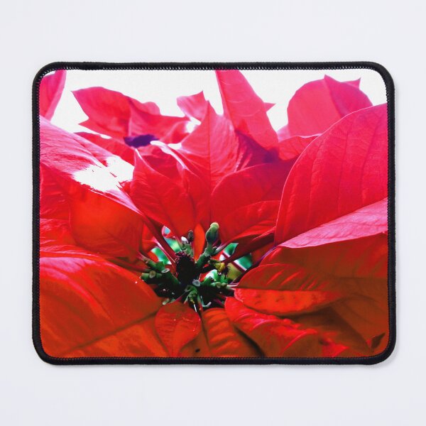 Item preview, Poinsettia Morning designed and sold by efgracearts.