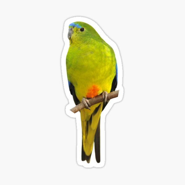 Orange-bellied Parrot Sticker