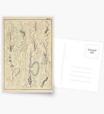Microscopic Biology Postcards