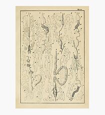 Microscopic Biology Photographic Print