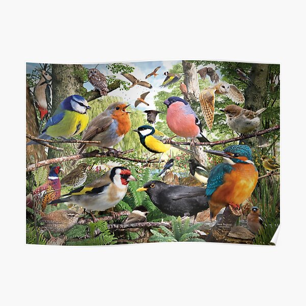 British Birds Poster