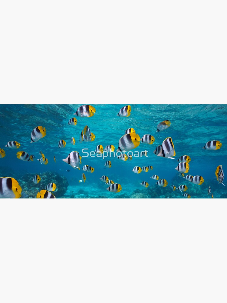 Shoal of tropical fish underwater in the ocean butterflyfish by Seaphotoart