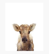 Little Reindeer Photographic Print