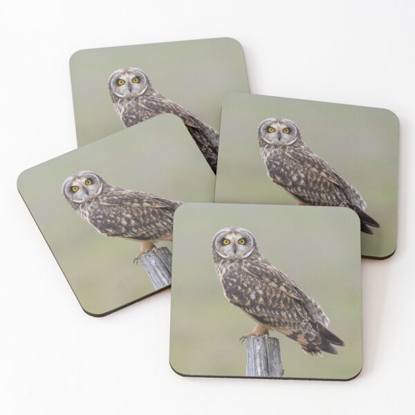 Item preview, Yellow eyed Short-eared owl close up designed and sold by sgrphotography.