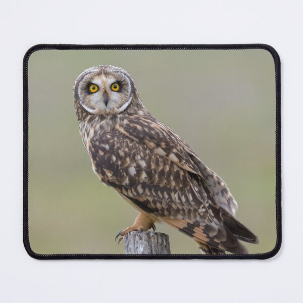 Item preview, Yellow eyed Short-eared owl close up designed and sold by sgrphotography.