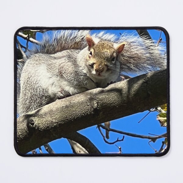 Item preview, Sleepy Squirrels photograph designed and sold by DebbieJoyArt.