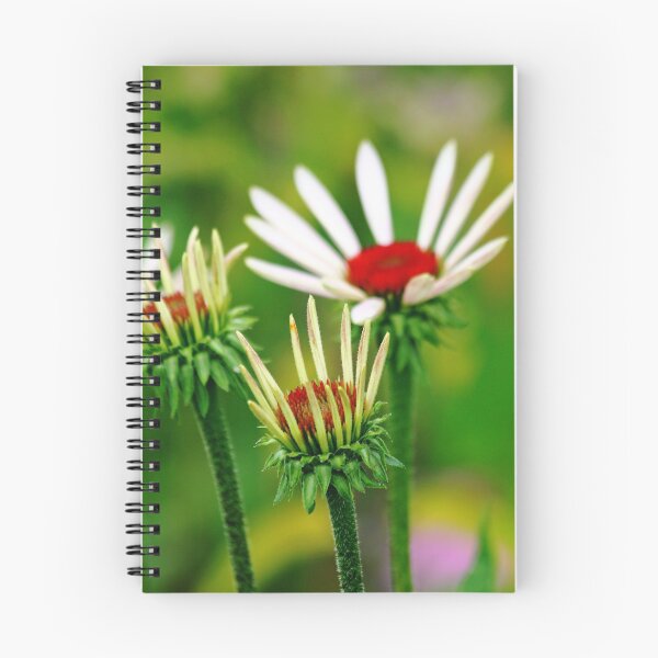 Item preview, Echinacea designed and sold by Debbie Oppermann.