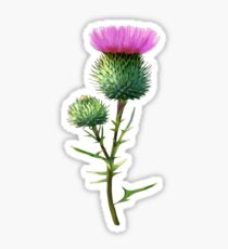 Thistle Sticker