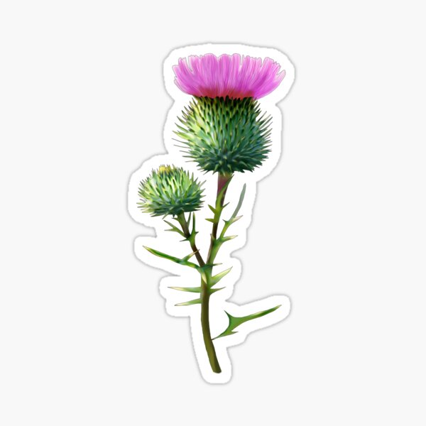 Thistle Sticker