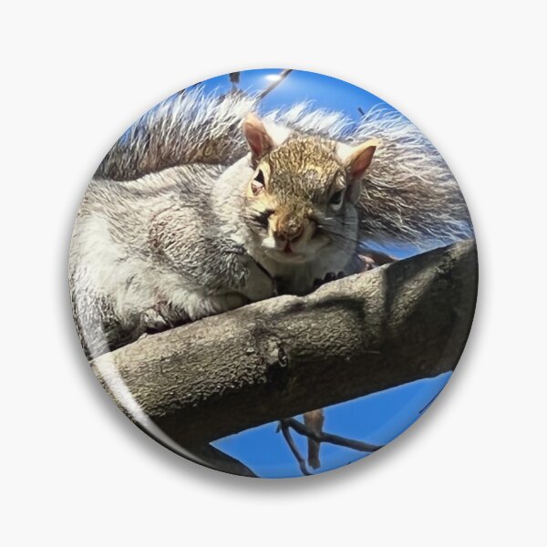 Item preview, Sleepy Squirrels photograph designed and sold by DebbieJoyArt.