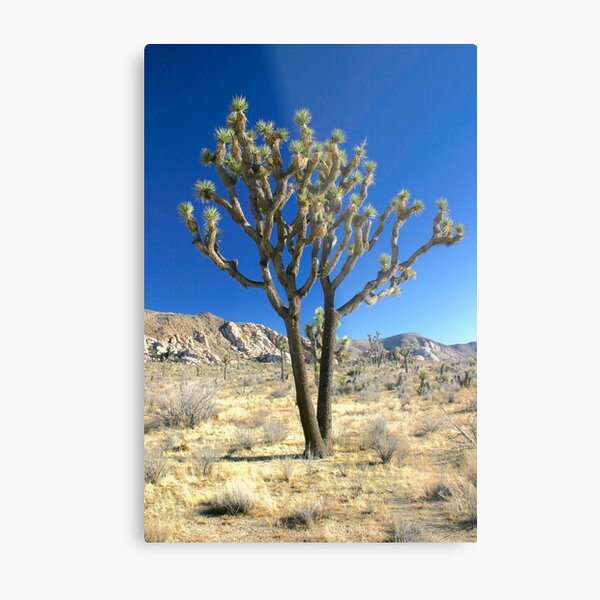 u2 the joshua tree wall decor