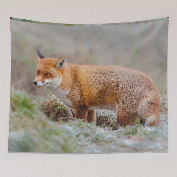 Item preview, Red Fox in the frost  designed and sold by Dalyndigital Photography.