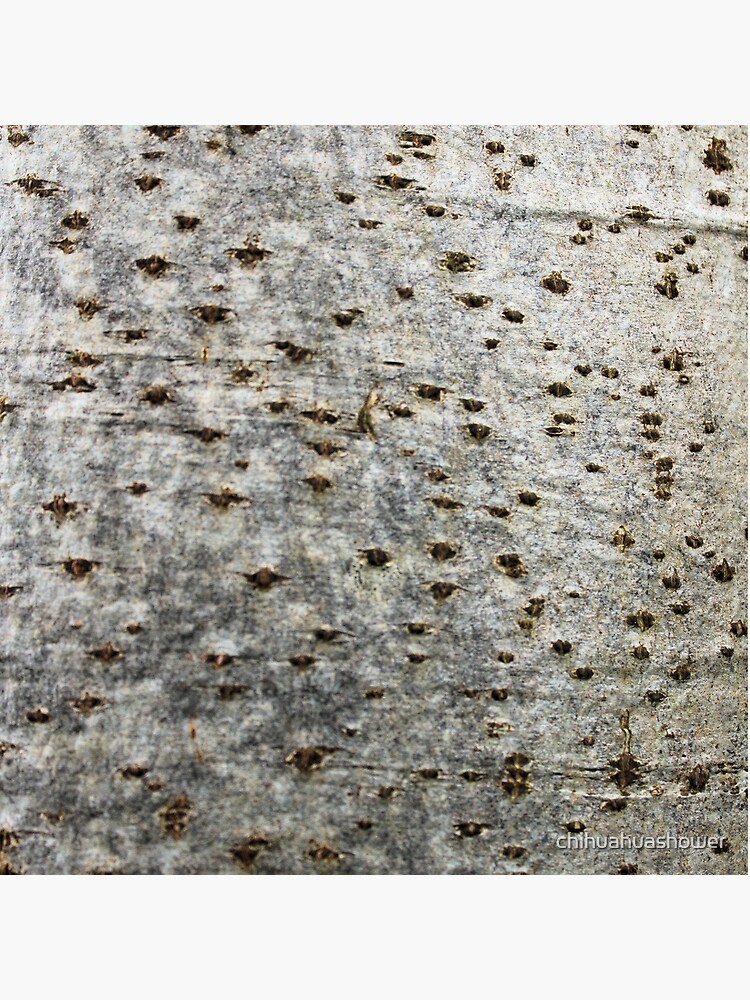 Birch bark by chihuahuashower