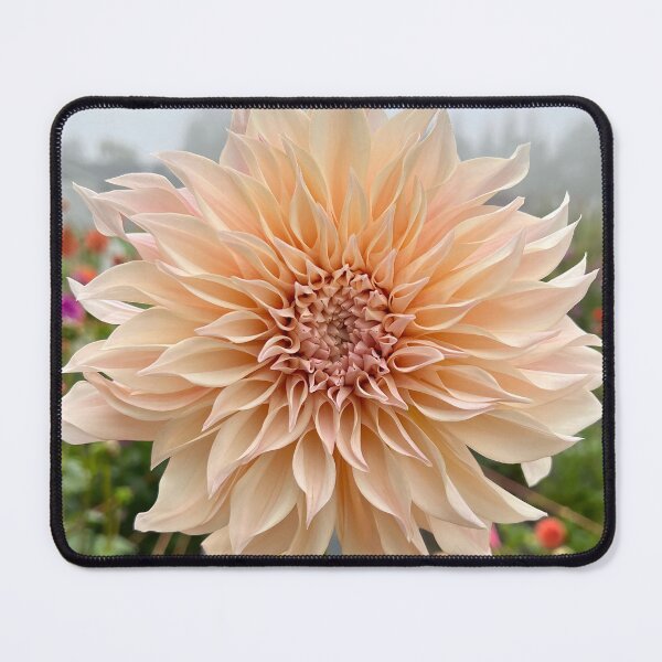 Item preview, Cafe Au Lait Dahlia Flower - Blush Dahlia Flower designed and sold by idlewildblooms.