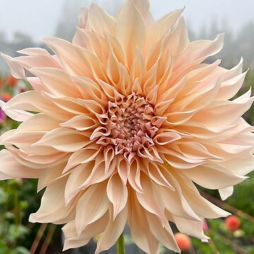Artwork thumbnail, Cafe Au Lait Dahlia Flower - Blush Dahlia Flower by idlewildblooms