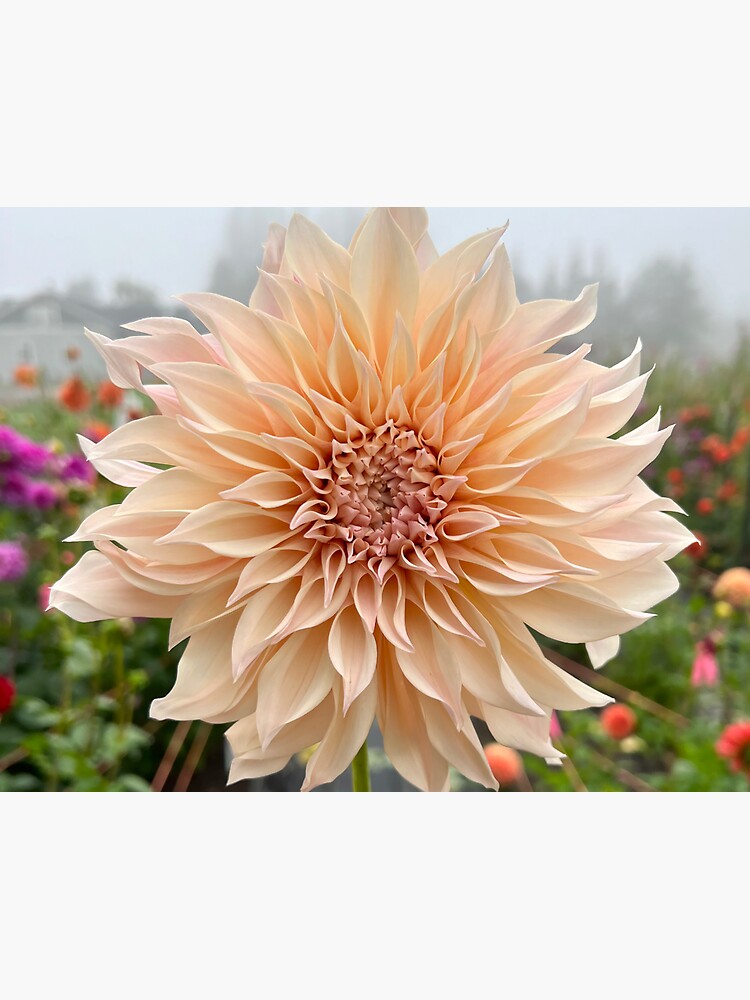 Thumbnail 3 of 3, Sticker, Cafe Au Lait Dahlia Flower - Blush Dahlia Flower designed and sold by idlewildblooms.