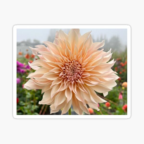 Cafe Au Lait Dahlia Flower - Blush Dahlia Flower Sticker