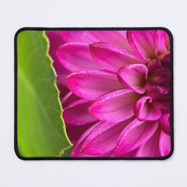 Item preview, Robert Too Dahlia Flower - Purple Dahlia Flower designed and sold by idlewildblooms.