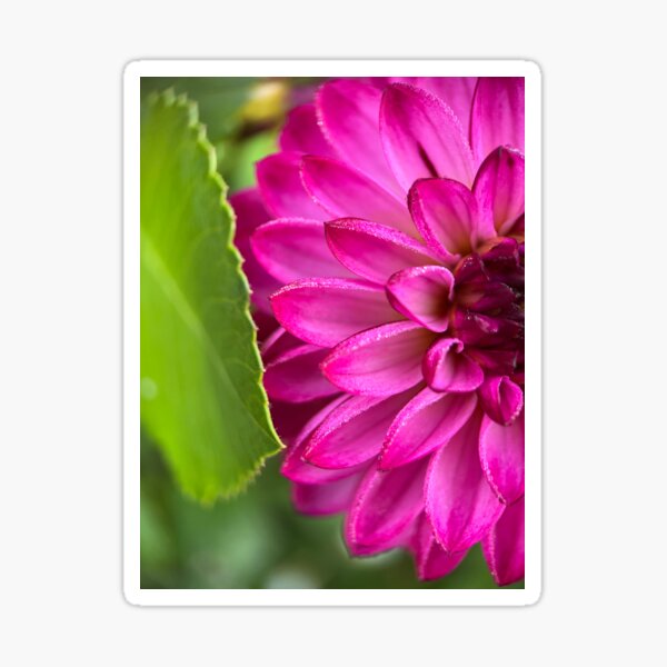 Robert Too Dahlia Flower - Purple Dahlia Flower Sticker