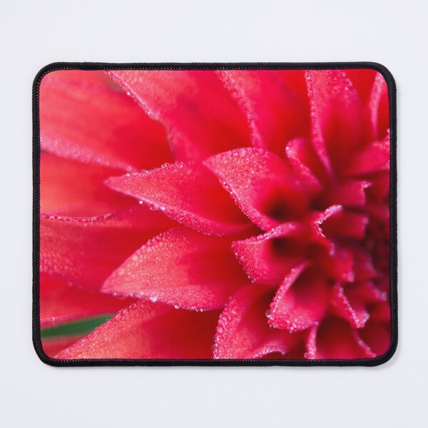 Item preview, AC Rooster Dahlia Flower - Red Dahlia Flower designed and sold by idlewildblooms.