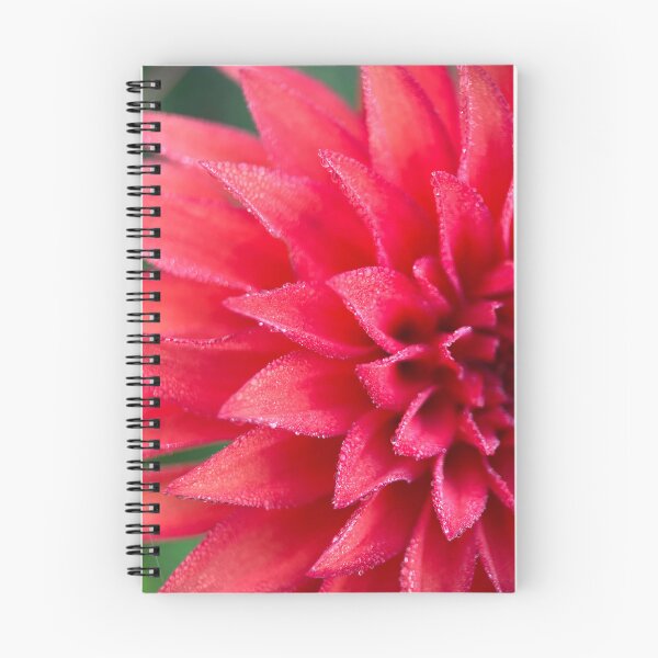 Item preview, AC Rooster Dahlia Flower - Red Dahlia Flower designed and sold by idlewildblooms.
