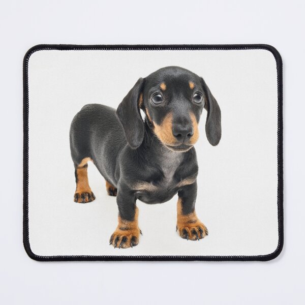 Item preview, A Dachshund Called Alice designed and sold by ernest123.