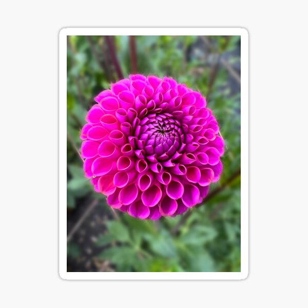 Isabel Dahlia Flower - Pink Dahlia Flower Sticker