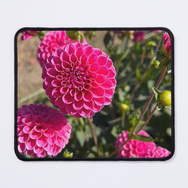 Item preview, Rebecca Lynn Dahlia Flower - Hot Pink Dahlia Flower designed and sold by idlewildblooms.