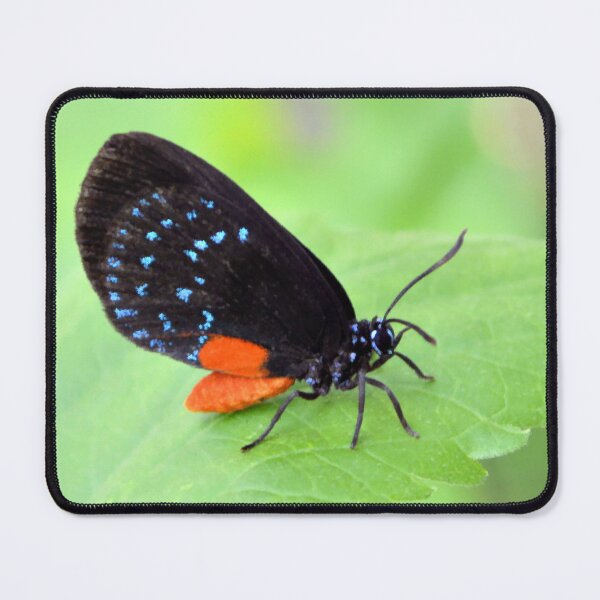 Item preview, Florida Atala Butterfly designed and sold by What I See by Dawne.