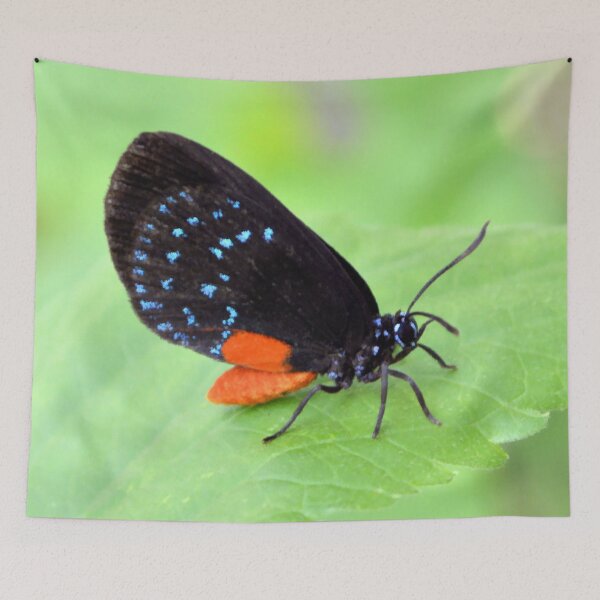 Item preview, Florida Atala Butterfly designed and sold by What I See by Dawne.