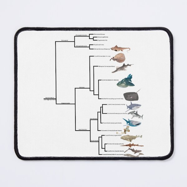 Item preview, Cartilaginous Fish Cladogram designed and sold by GraceT26.