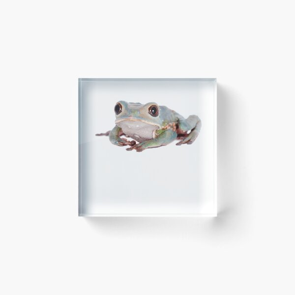 Item preview, Tarsier leaf frog designed and sold by EndangeredFotos.