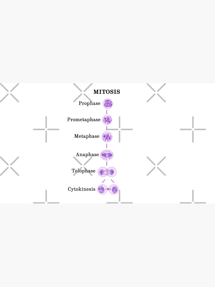 telofase etiquetada