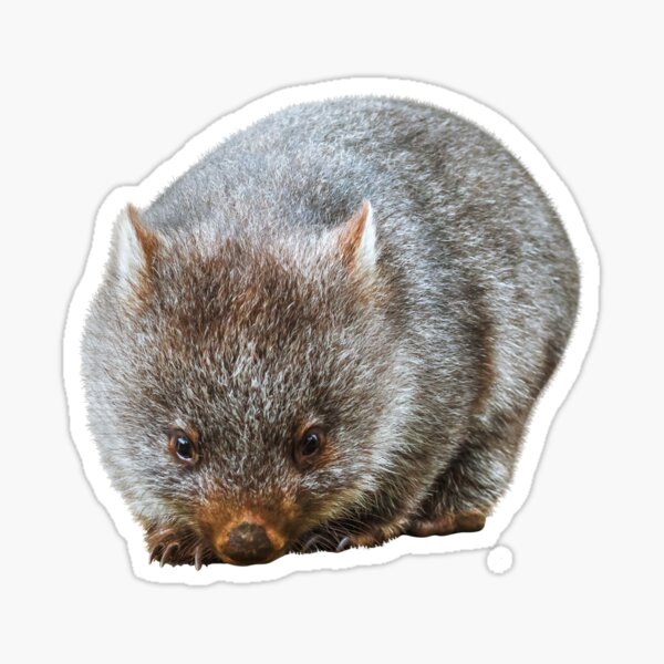 Vista previa del artículo con la obra «Wombat», diseñado y vendido por EndangeredFotos.