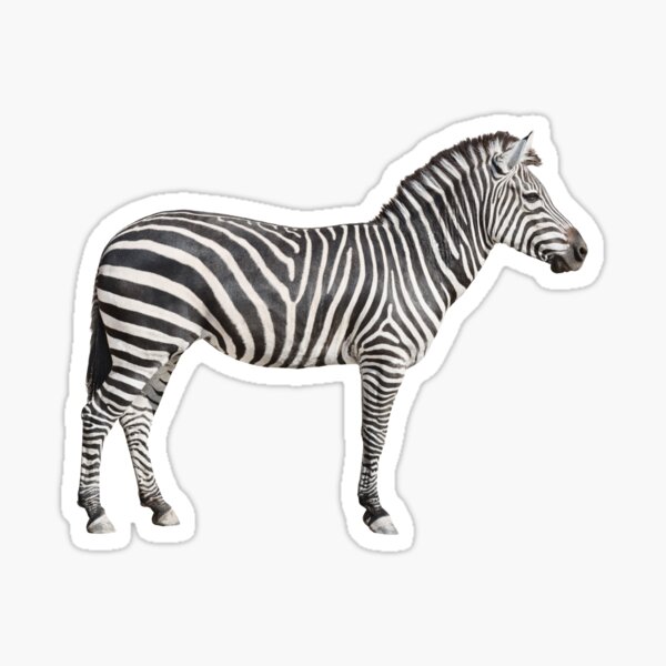 Artikel-Vorschau von Zebra, designt und verkauft von EndangeredFotos.