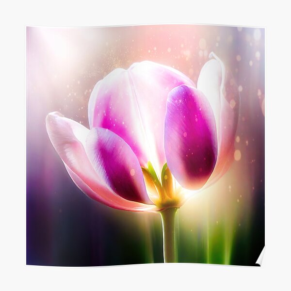 Mystic Tulip Poster