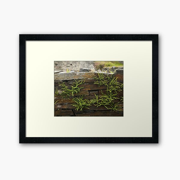 Spleenwort Maidenhair fern on wall at Cashelnagor Framed Art Print