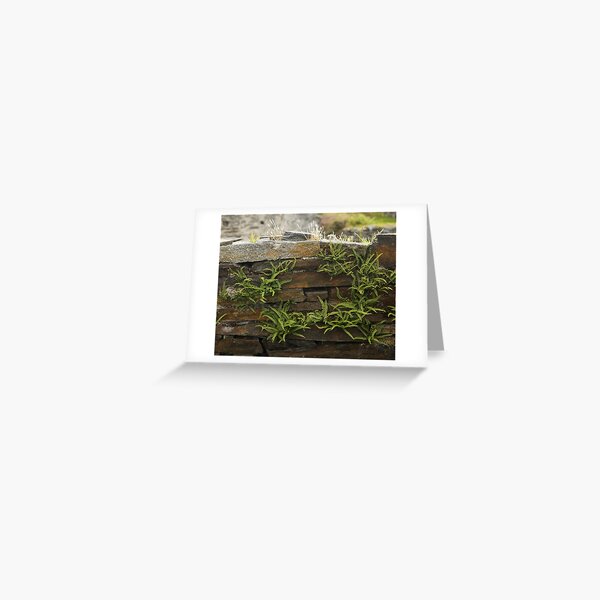 Spleenwort Maidenhair fern on wall at Cashelnagor Greeting Card