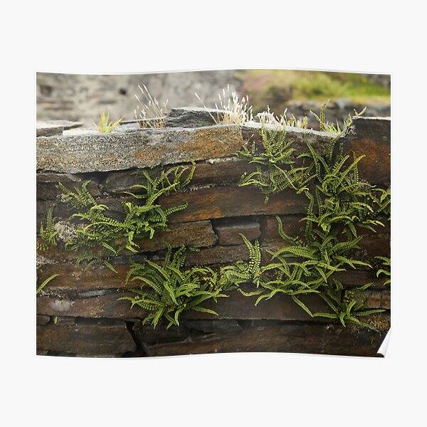 Spleenwort Maidenhair fern on wall at Cashelnagor Poster