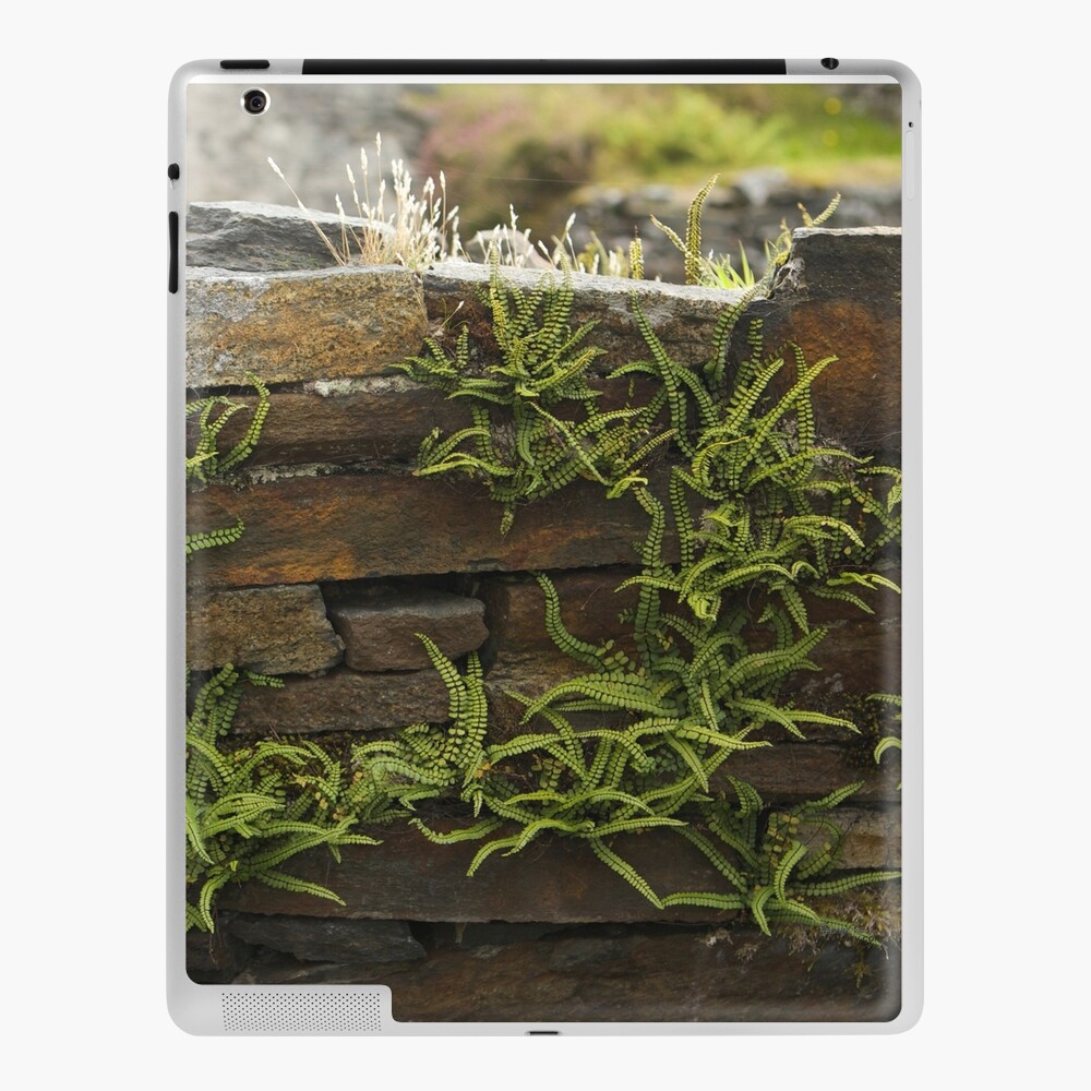 Spleenwort Maidenhair fern on wall at Cashelnagor iPad Case & Skin