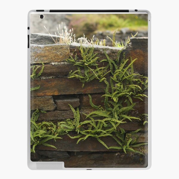 Spleenwort Maidenhair fern on wall at Cashelnagor iPad Skin
