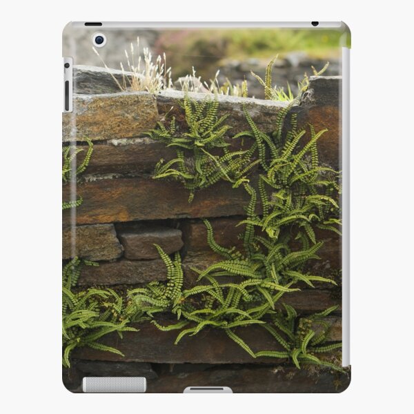 Spleenwort Maidenhair fern on wall at Cashelnagor iPad Snap Case