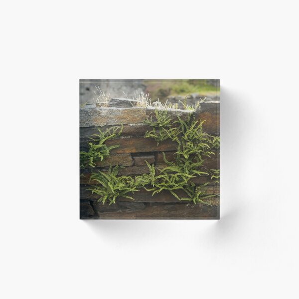 Spleenwort Maidenhair fern on wall at Cashelnagor Acrylic Block