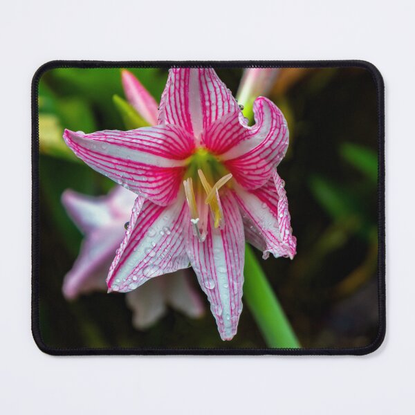 Item preview, Flower Portrait designed and sold by likbatonboot.