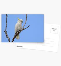Sulphur-crested Cockatoo Postcards