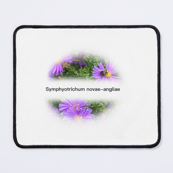 Item preview, New England Aster (symphyotrichum novae-angliae) [PLANTS NATIVE TO ST. LAWRENCE LOWLANDS] designed and sold by eveyting.