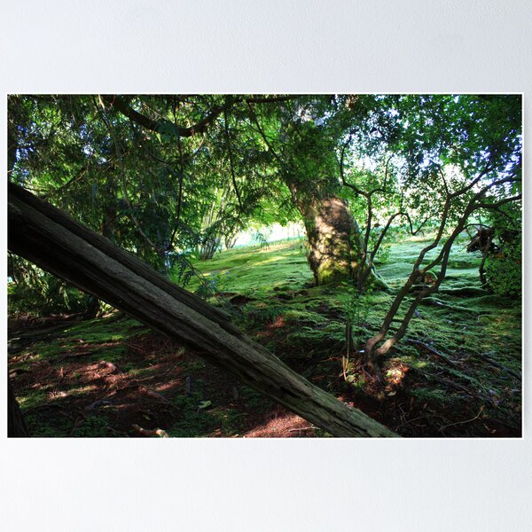 Item preview, Bloedel Forest designed and sold by Snapshot20.