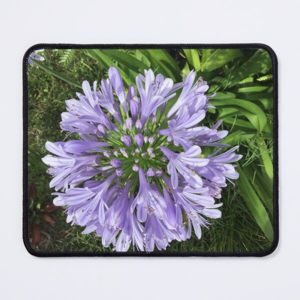 Item preview, Pretty Agapanthus designed and sold by Robyn Williams.