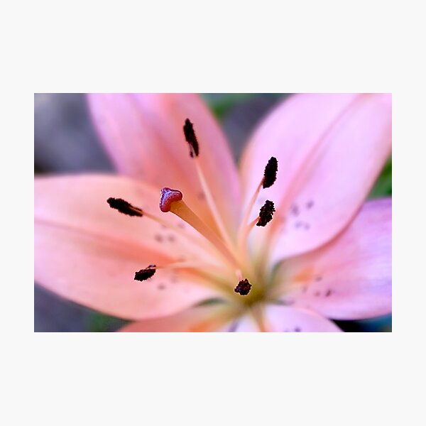 Lily Photographic Print