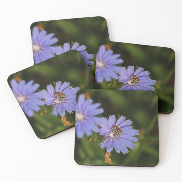 Item preview, Chicory Harvest    |    Nature designed and sold by RedHandedOD.